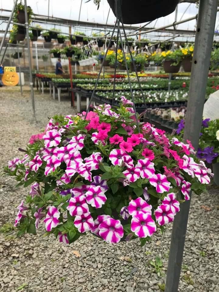 potted flowers