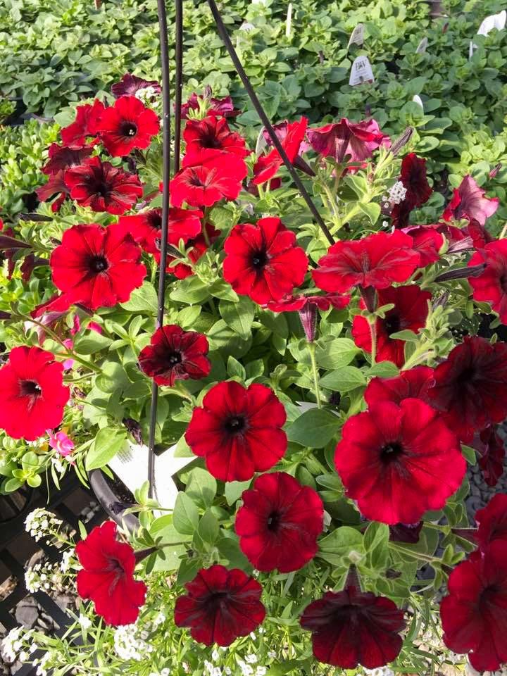 potted flowers