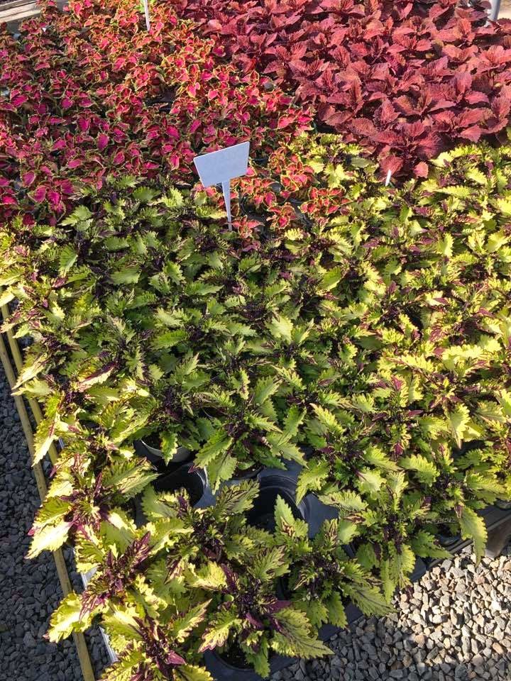 potted flowers