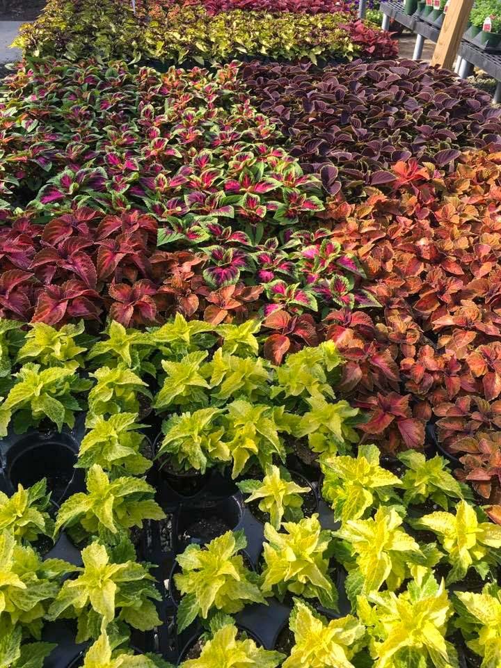 potted flowers