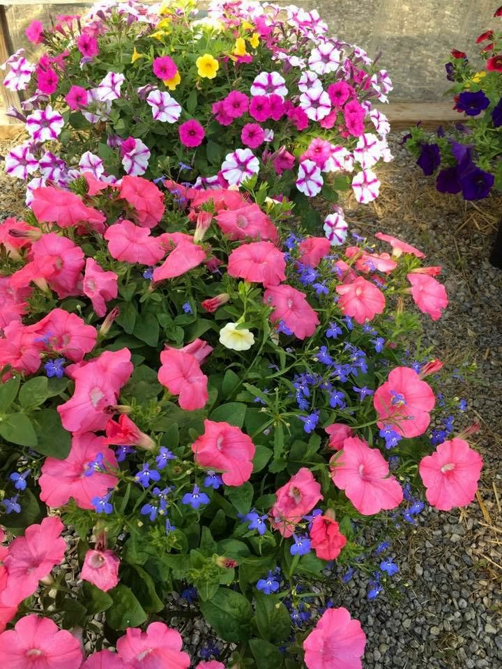potted flowers