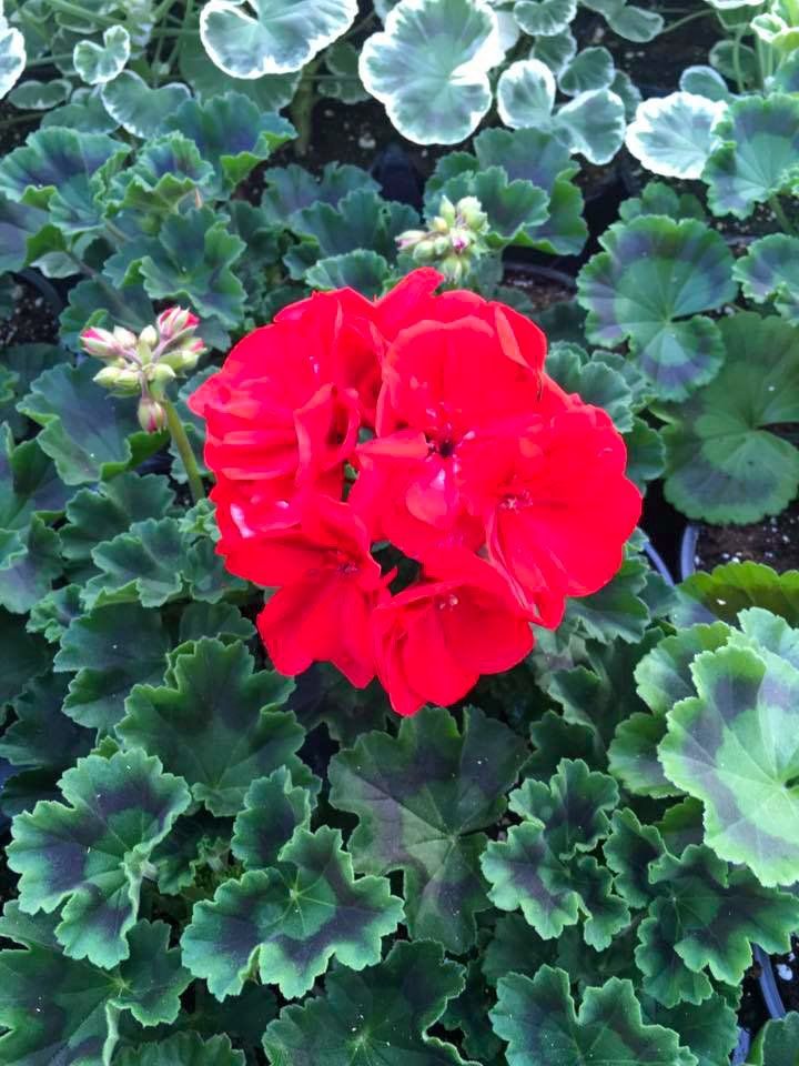 potted flowers