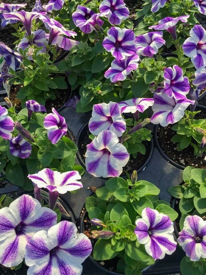 potted flowers