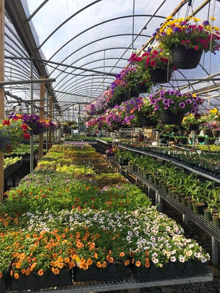 potted flowers