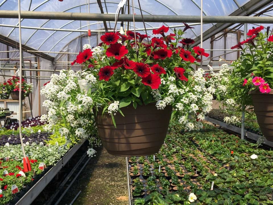 hanging potted flowers