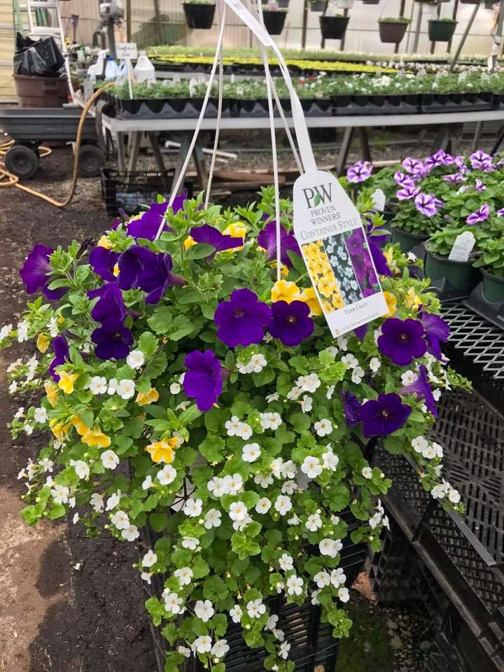 hanging potted flowers