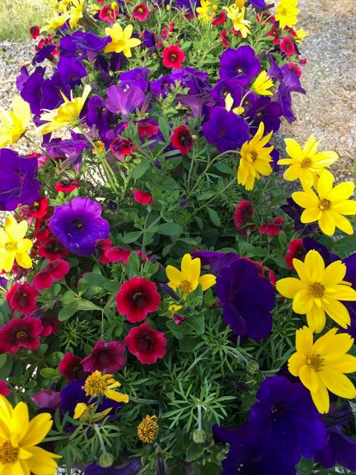 potted flowers