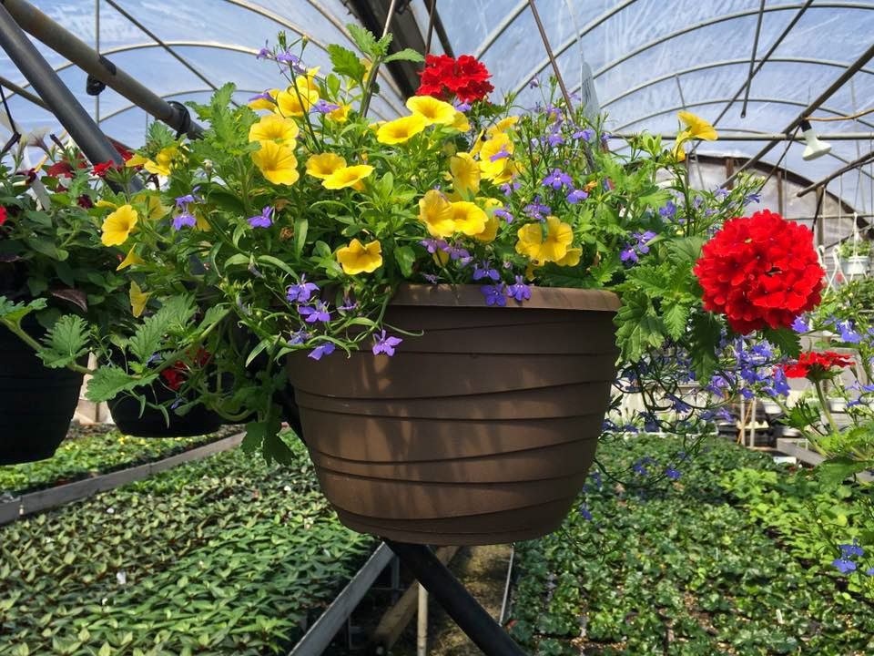 hanging potted flowers