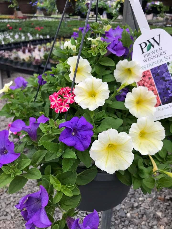 hanging potted flowers