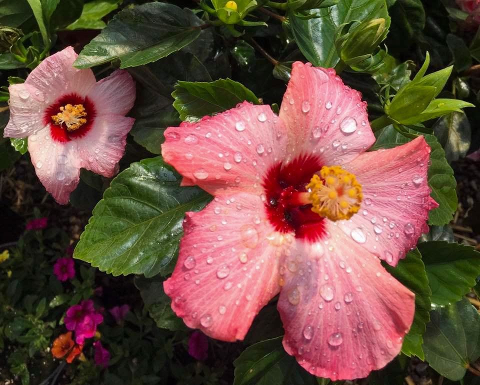 potted flowers