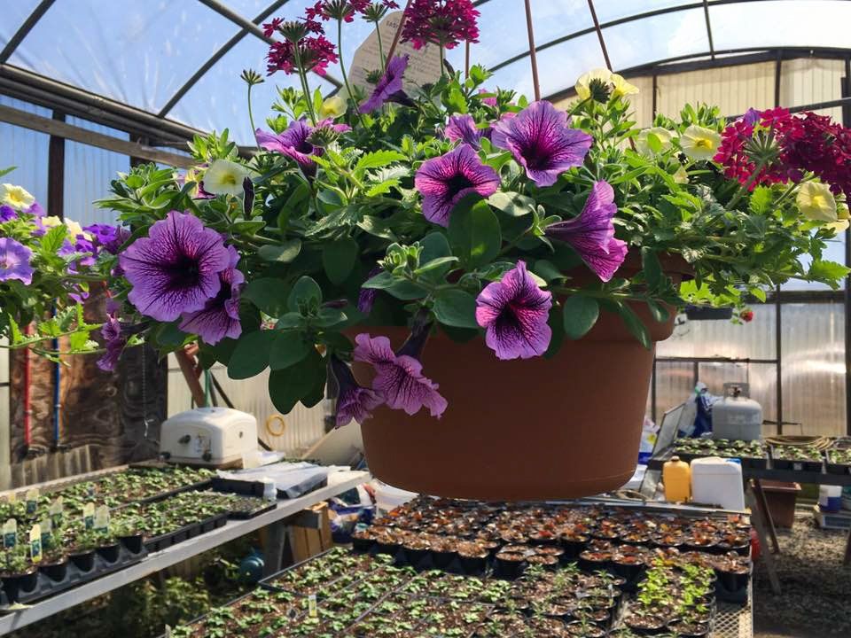 potted flowers