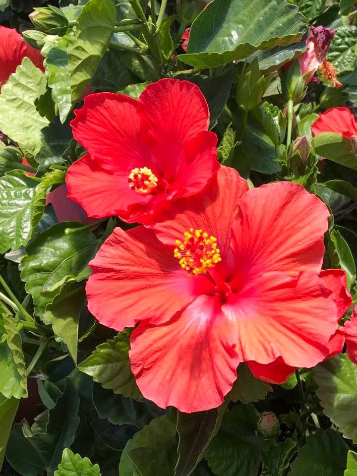 potted flowers