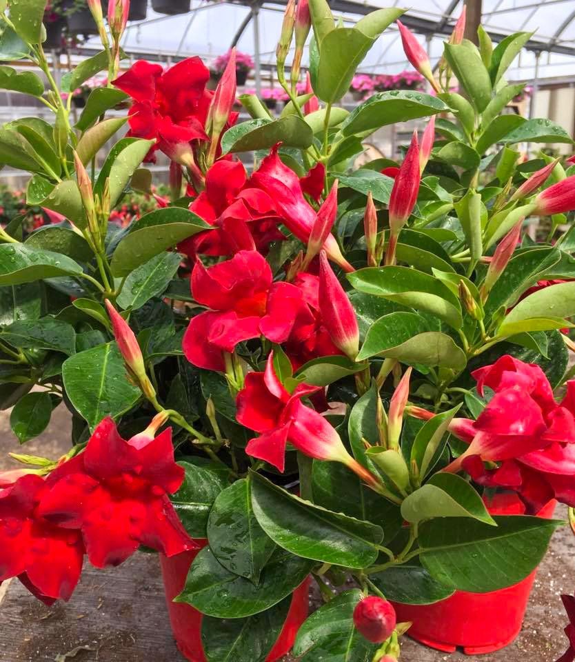 potted flowers