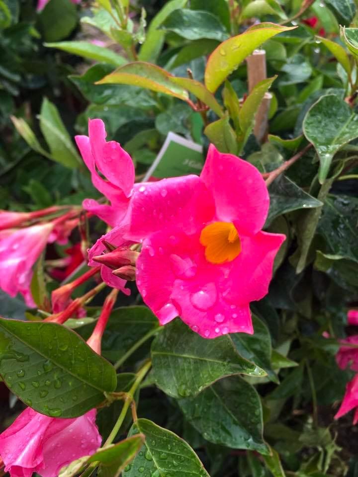 potted flowers