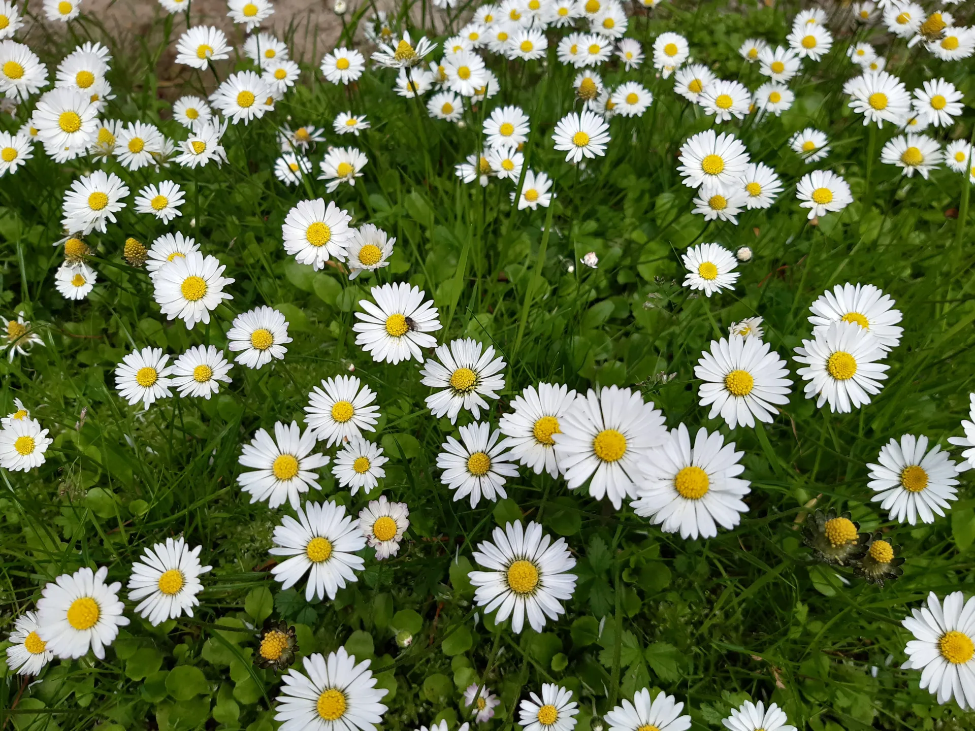 Die KräuterSchnecke - Gänseblümchen