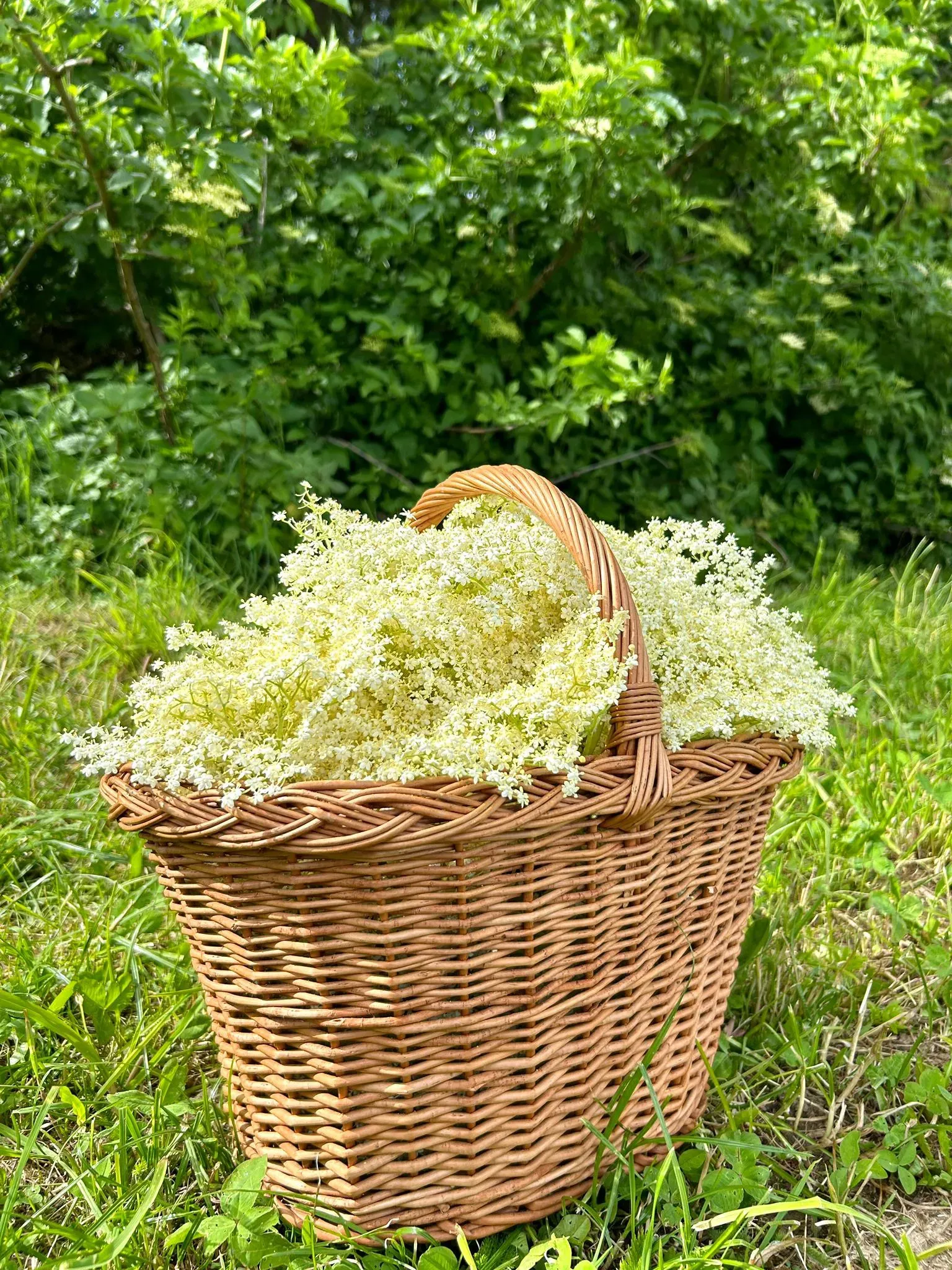 Die KräuterSchnecke - Holunderblüten ernte