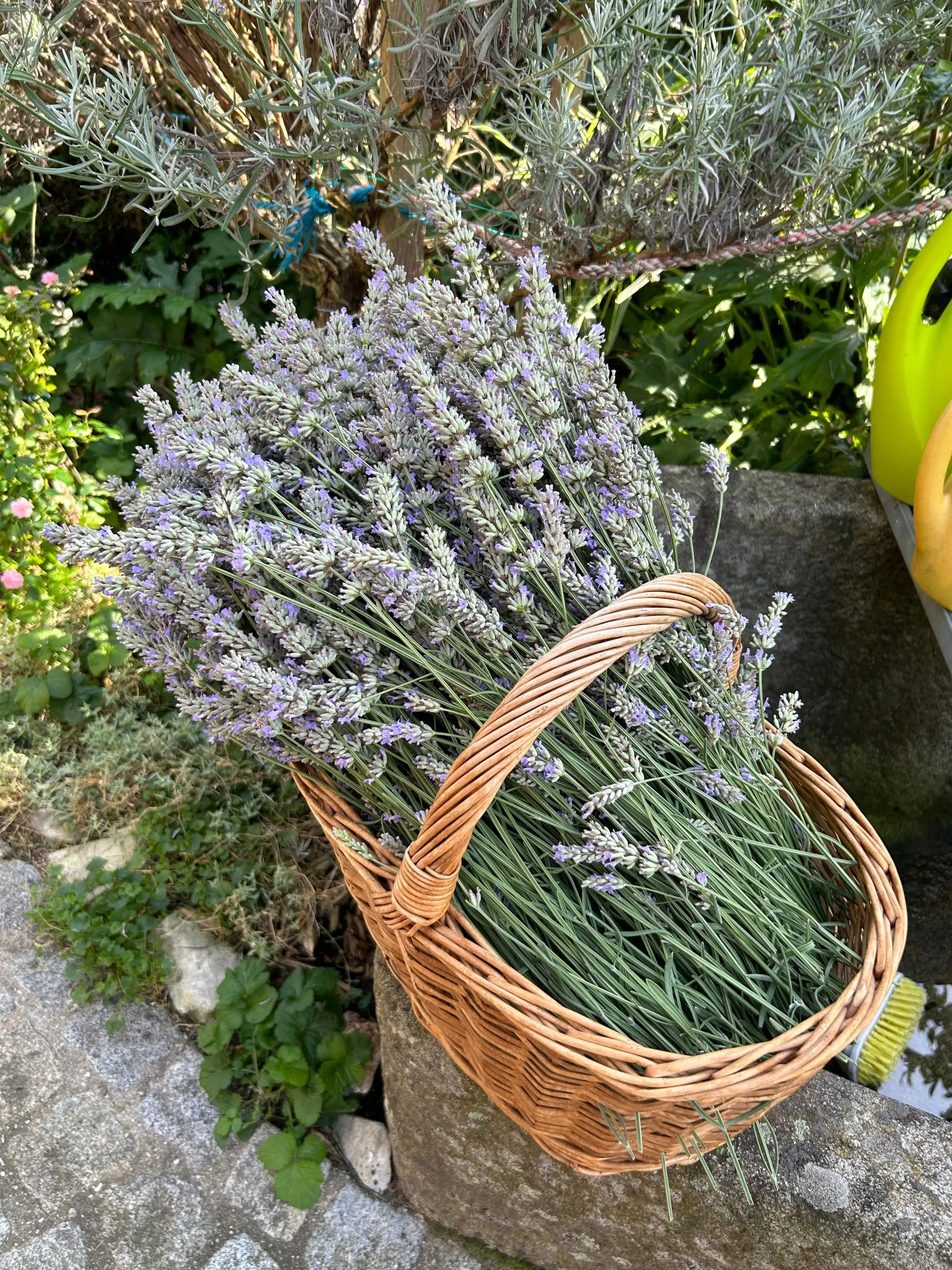 Die KräuterSchnecke - Lavendel ernte