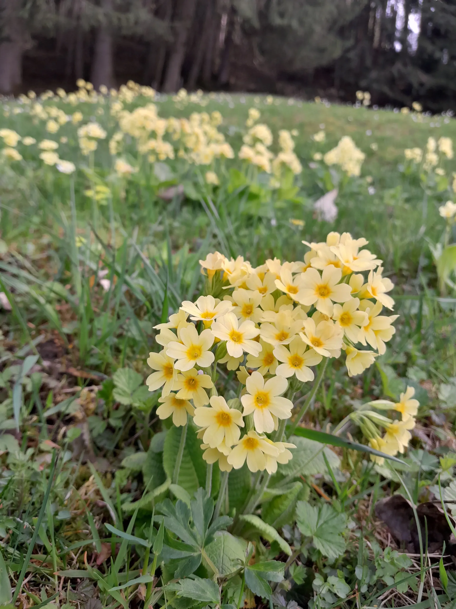 Die KräuterSchnecke - Schlüsselblume