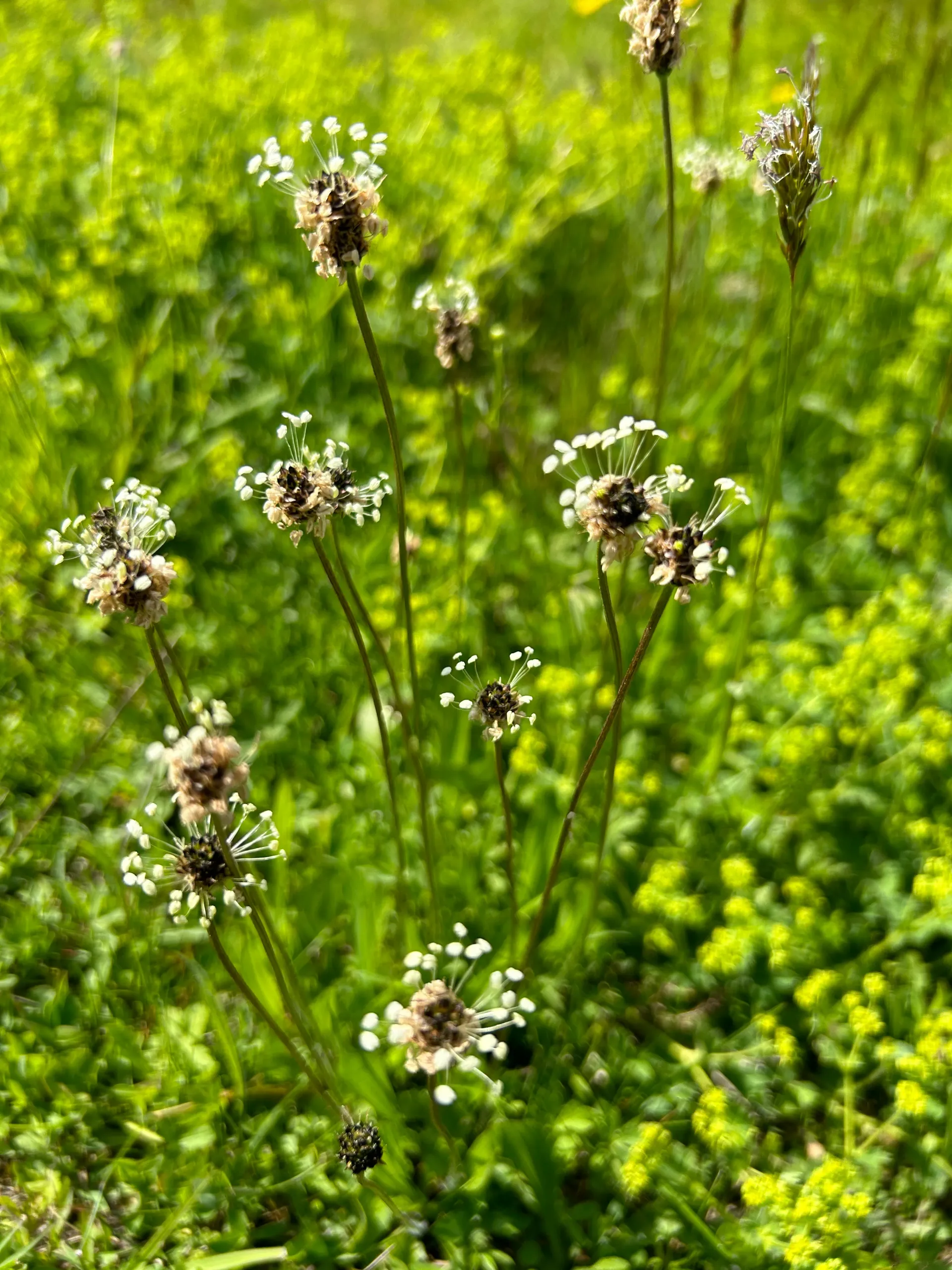Die KräuterSchnecke - Spitzwegerichblüten