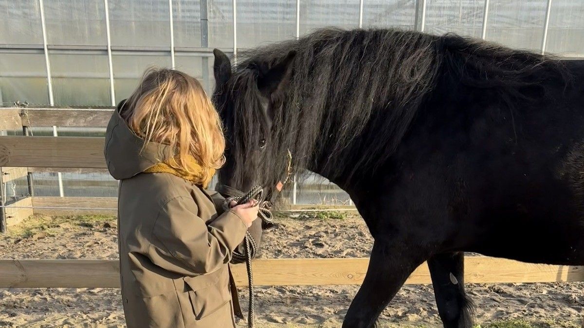 Kind maakt contact met paard bij paardencoaching Natuurlijk Samen Kindercoaching Bleiswijk