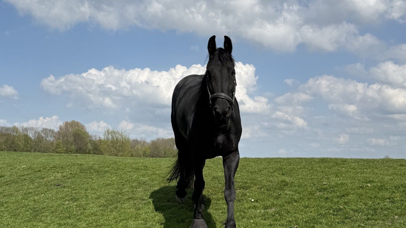 Zwart paard loopt zelfstandig door weiland bij paardencoaching voor kinderen met ADHD en autisme