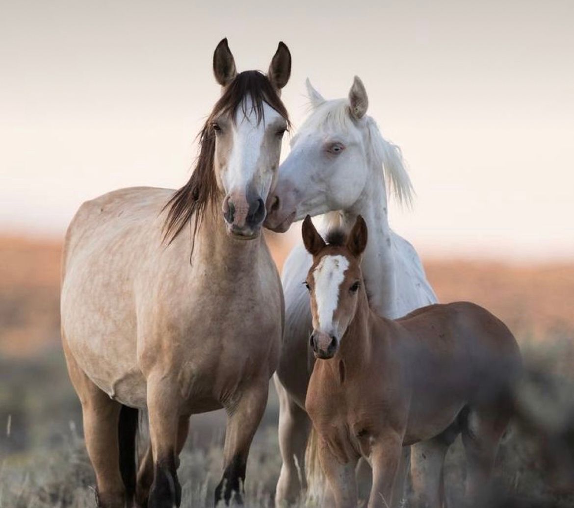 Drie paarden: een lichtbruine merrie, een wit paard en een bruin veulen, staan dicht bij elkaar in een veld.