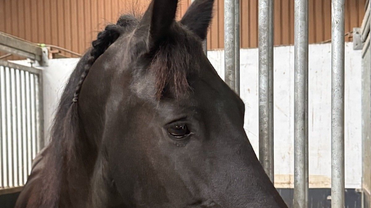 Paard kijkt rustig vanuit de stal bij paardencoaching Natuurlijk Samen Kindercoaching