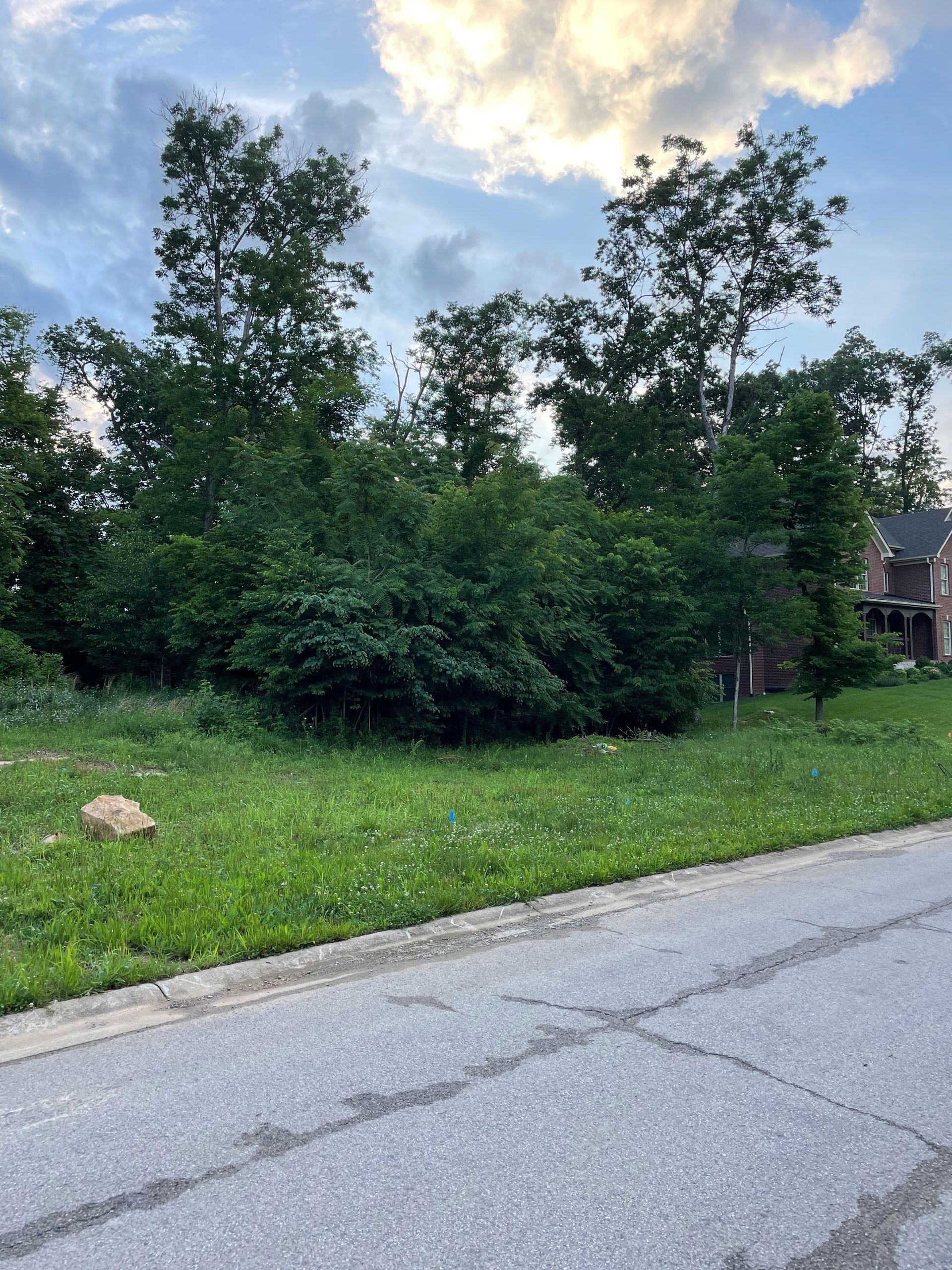 Land Clearing Before | Louisville, KY | The Blankenship Tree Service
