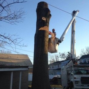 Large Pin Oak | Louisville, KY | The Blankenship Tree Service