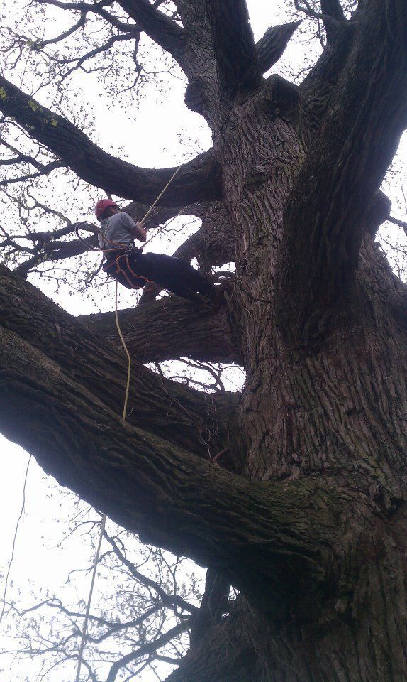 Collecting Twig | Louisville, KY | The Blankenship Tree Service