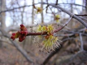 Red Maple | Louisville, KY | The Blankenship Tree Service