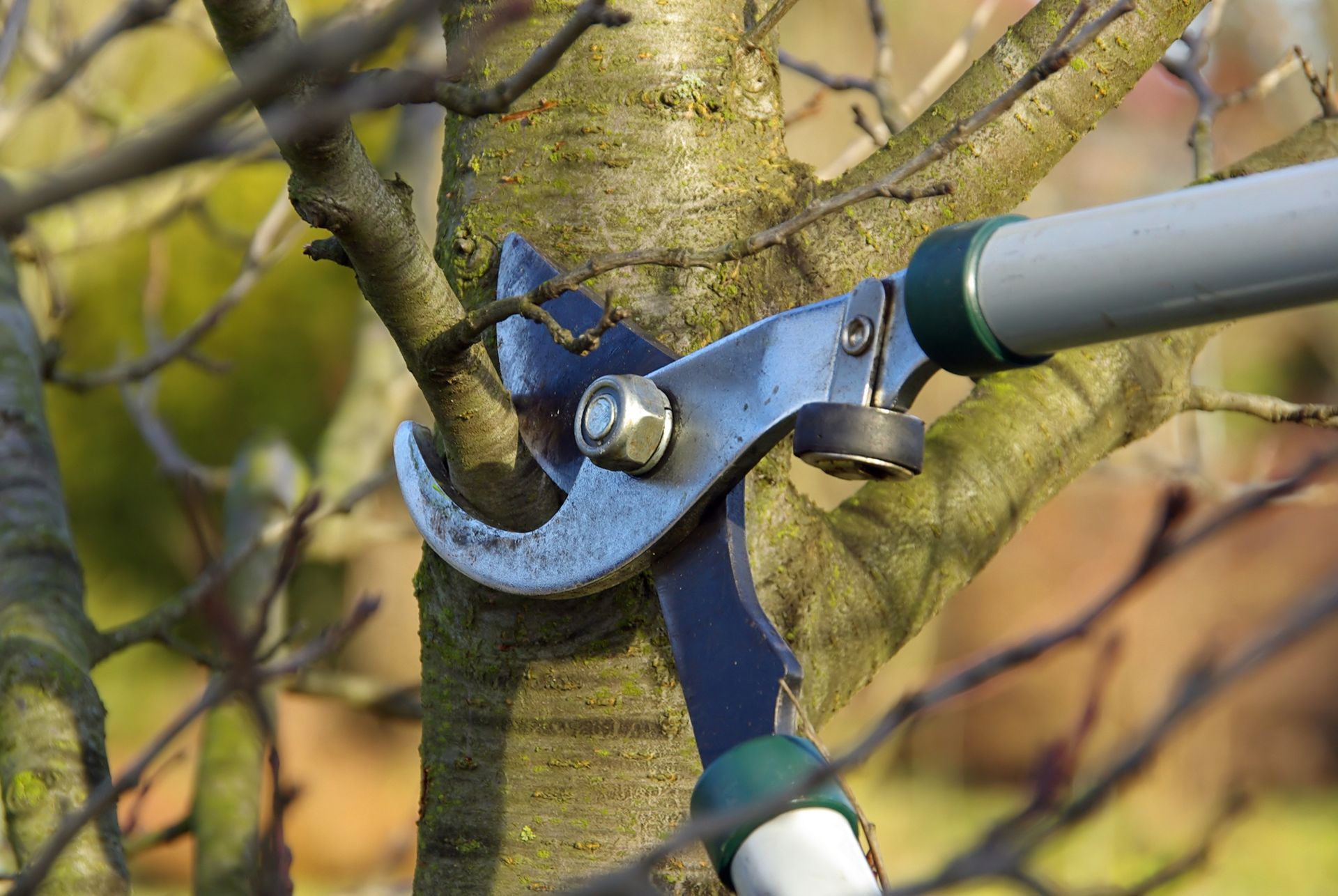 Tree Trimming and Pruning - Springfield, OH - Haley's Tree Company