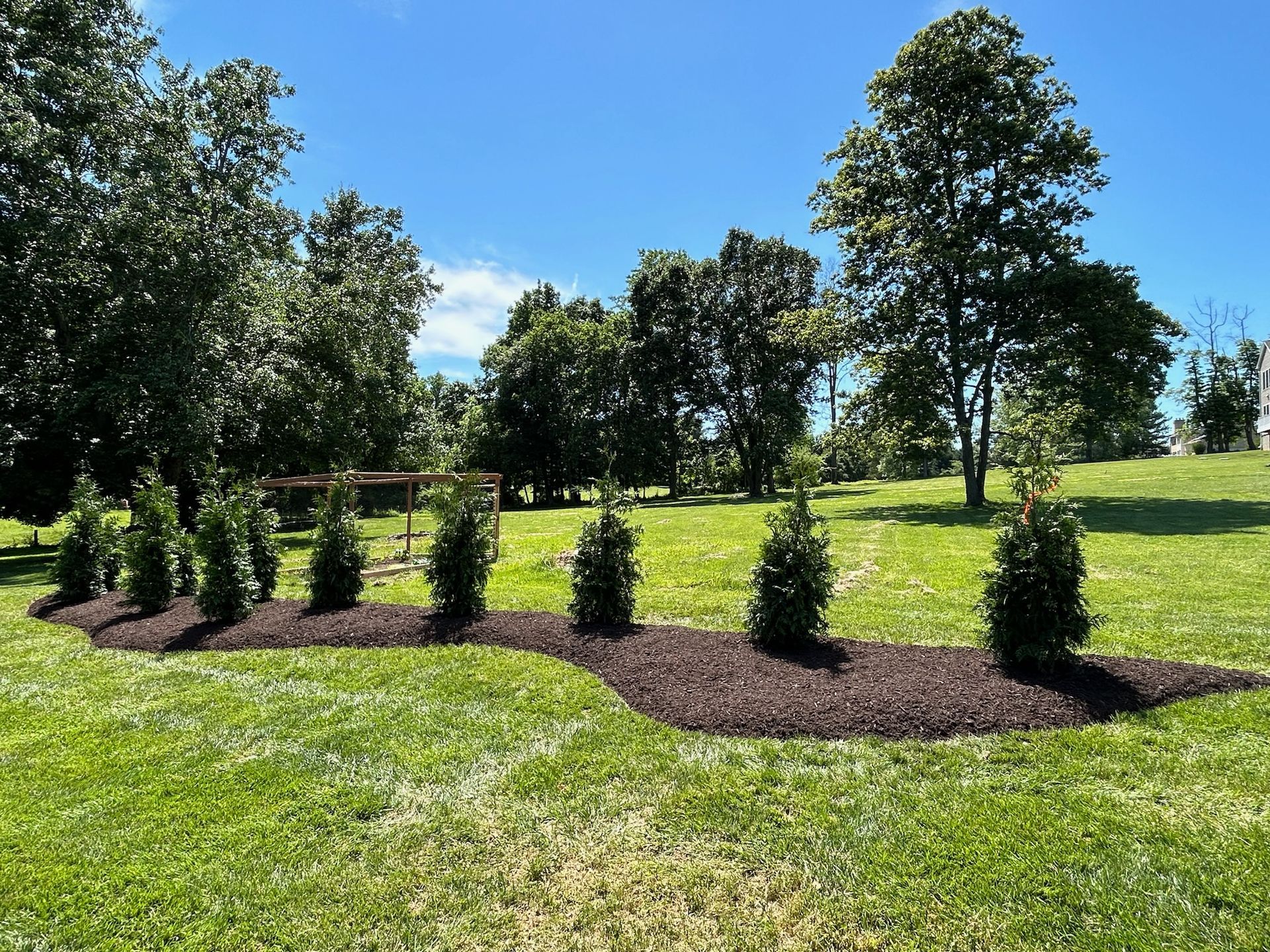 Small evergreen shrubs in a landscaped grassy park under a bright blue sky