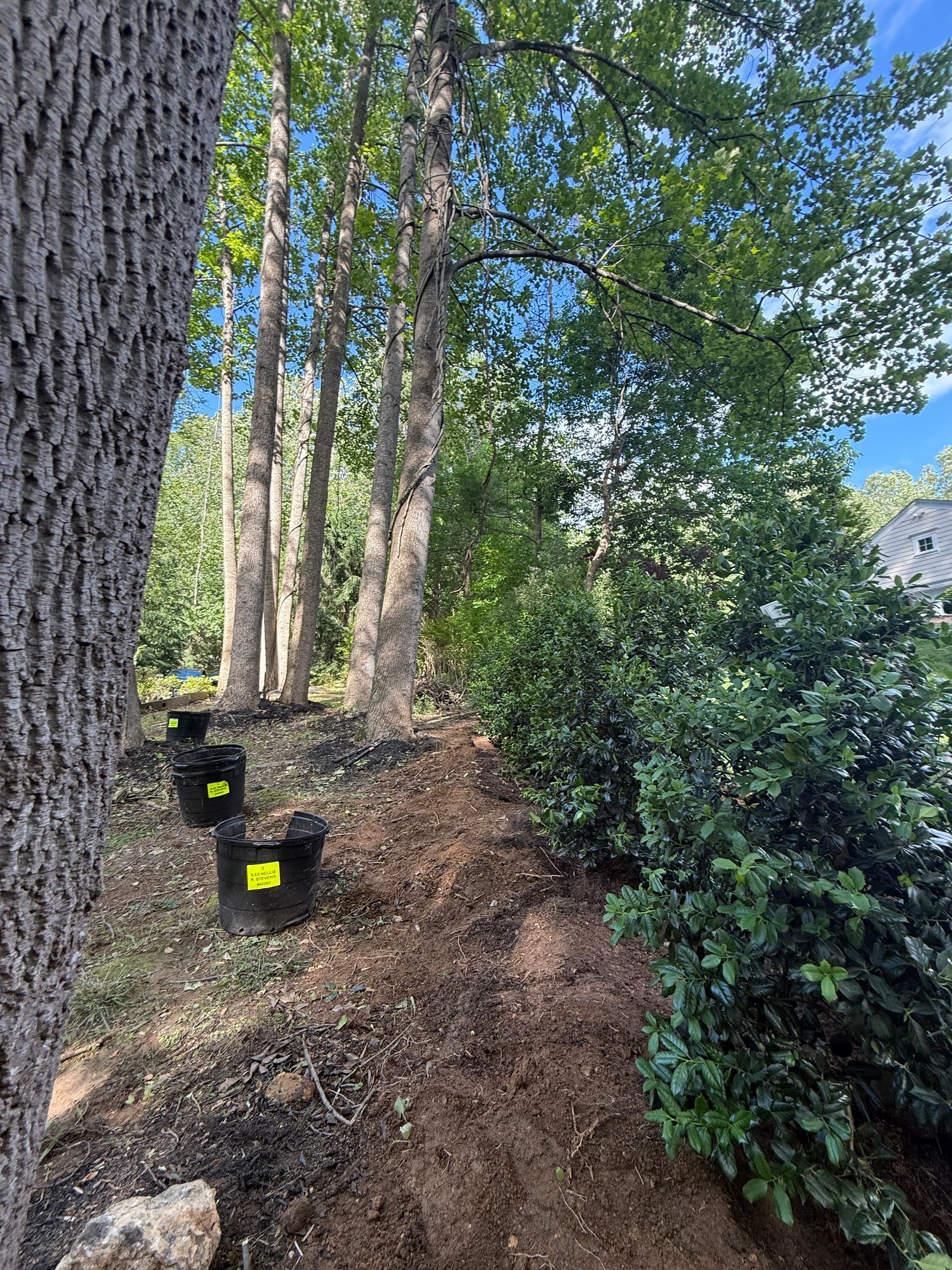 Wooded hillside path with steps, tree trunks, and dense green shrubs