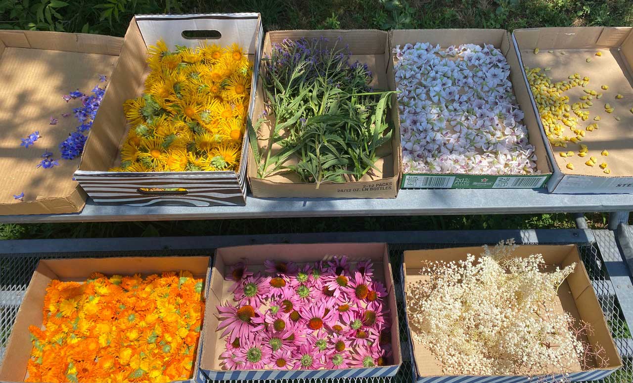 Freshly harvested herb blossoms, elder, ecinacea, elecampane, marshamallow, blue vervain, calendula, chamomile, borage