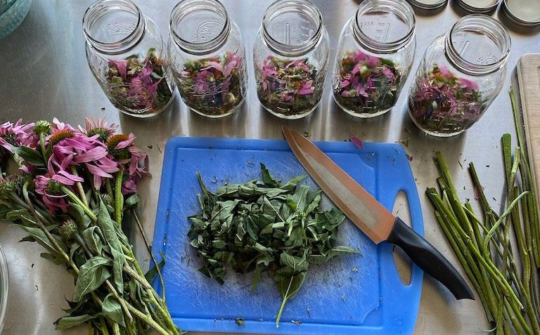 Echinacea flowers and leaves being prepped for the whole plant echinacea tincture