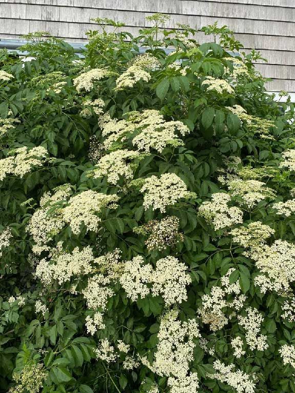 Elderberry bush in bloom with elder flowers