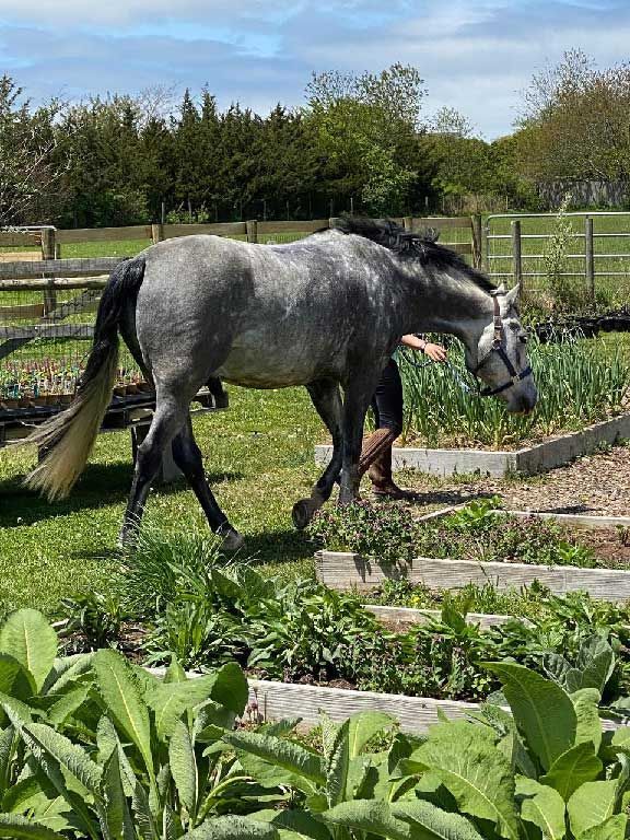 Grey pony taking a walk in the medicinal garden
