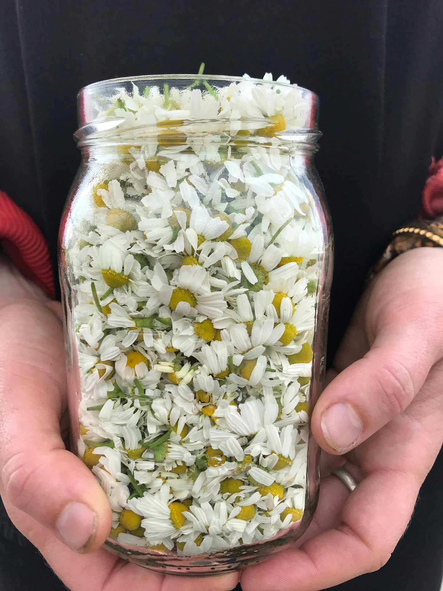 Fresh chamomile blossoms in mason jar in hands