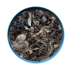 dried echinacea root