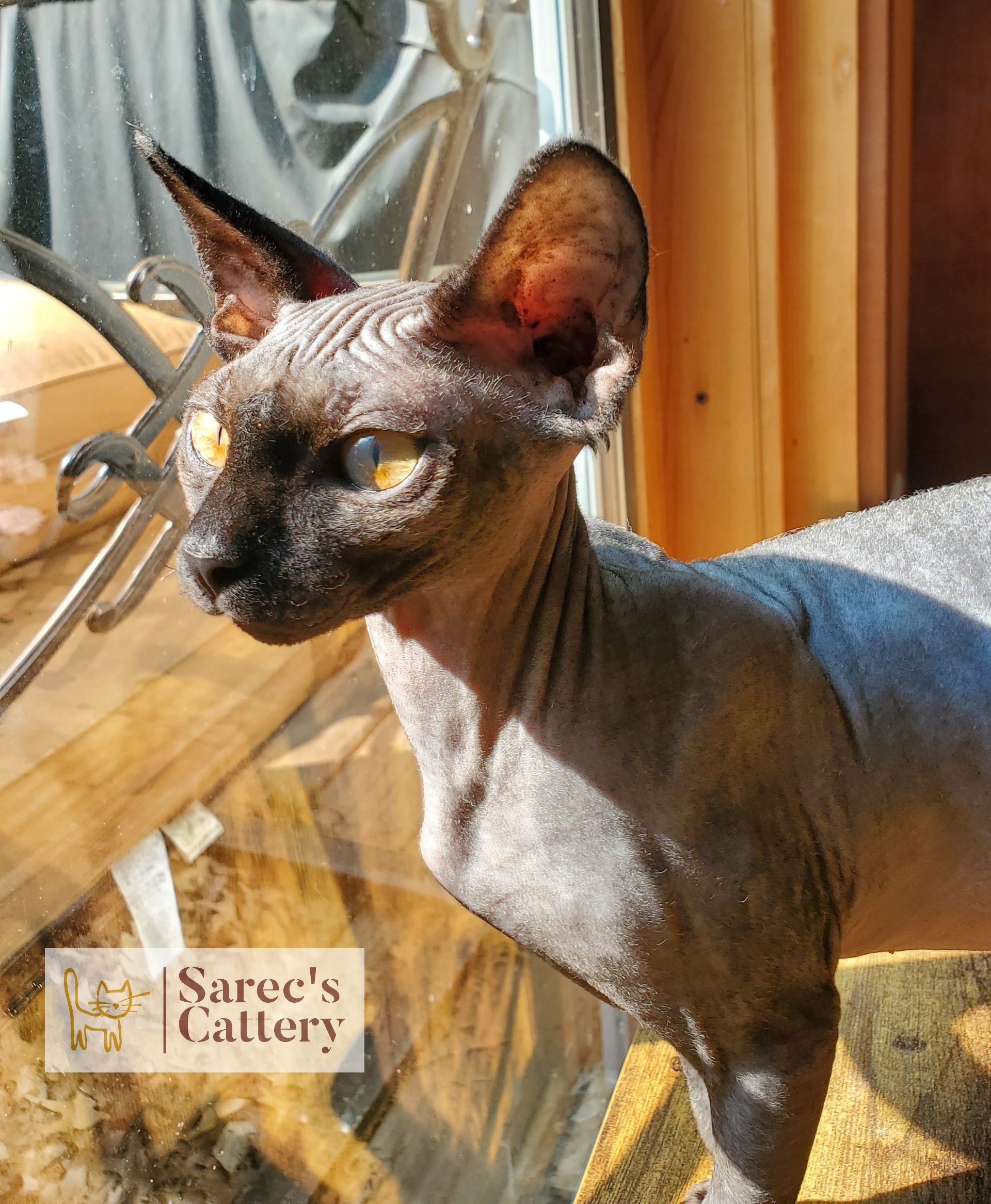 Black Sphynx cat looking out a window in the sun