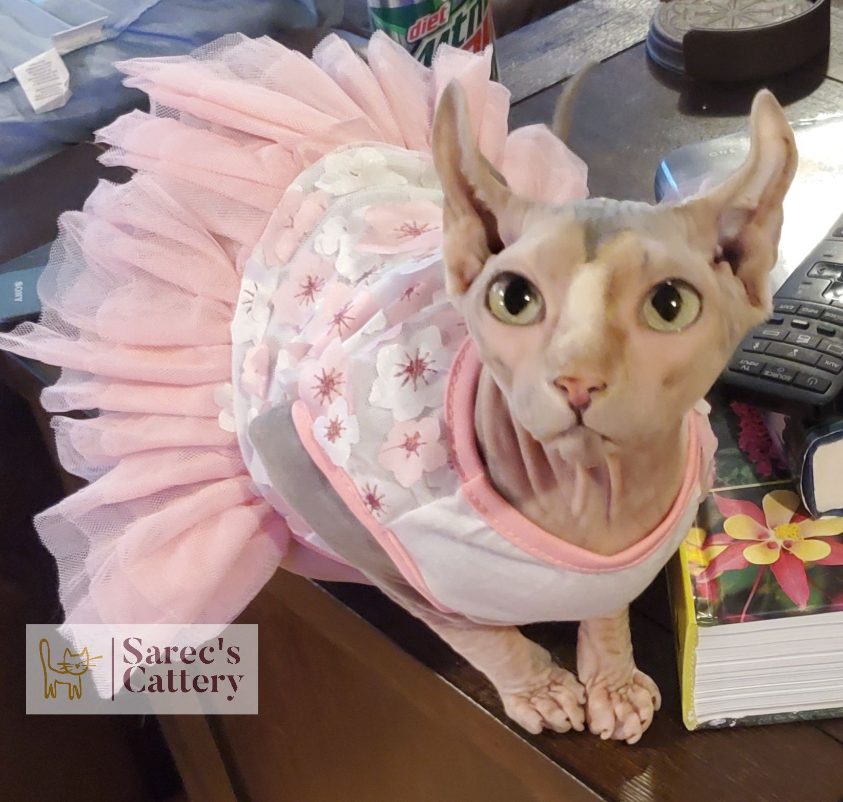 Sphynx female in dress elf ear on end table