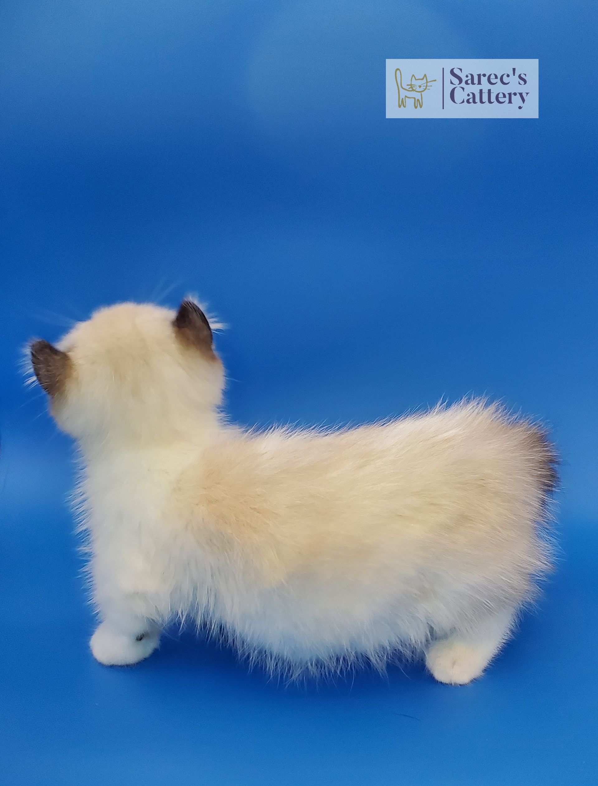 munchkin kitten from the back