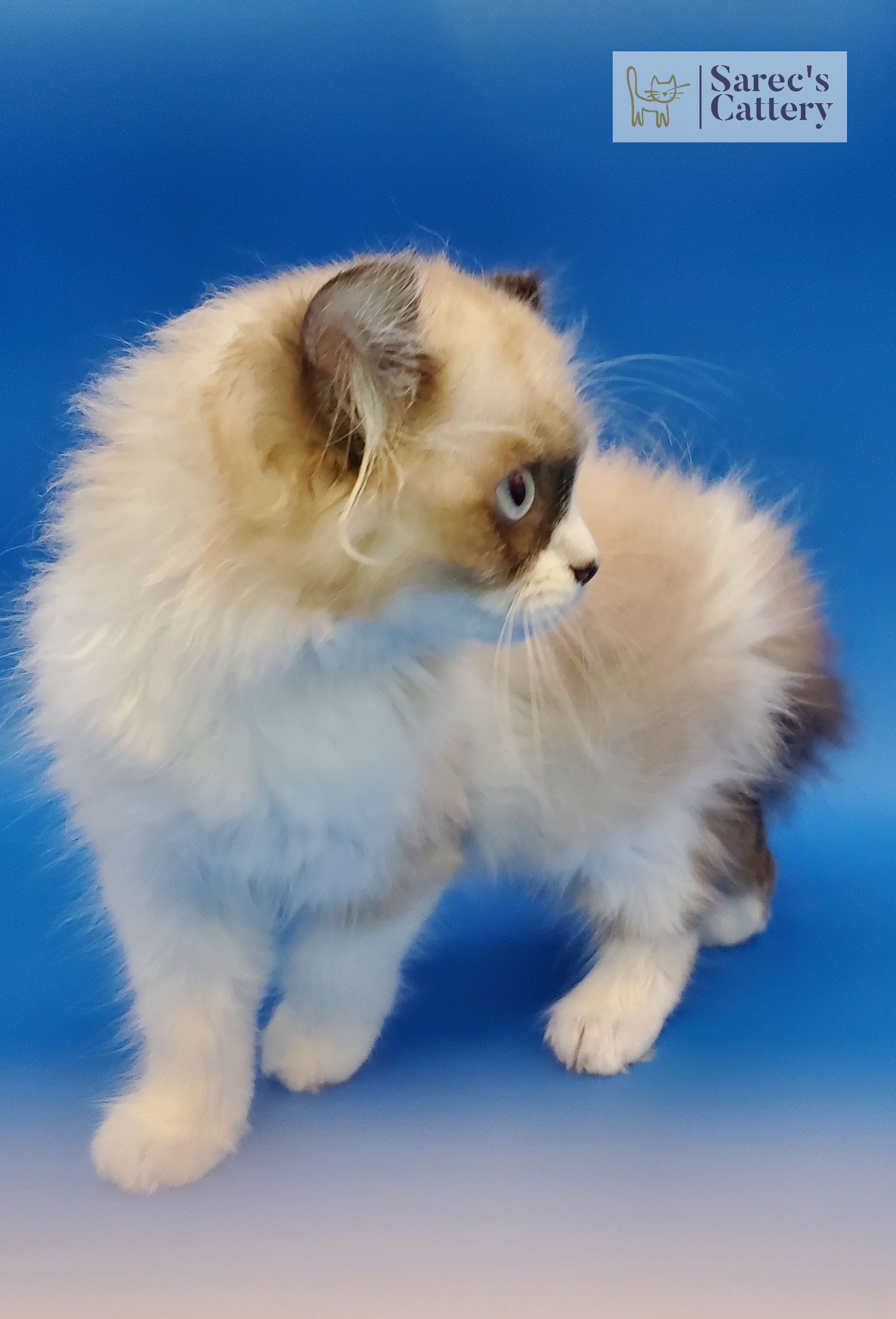 Masked kitten looking to the right