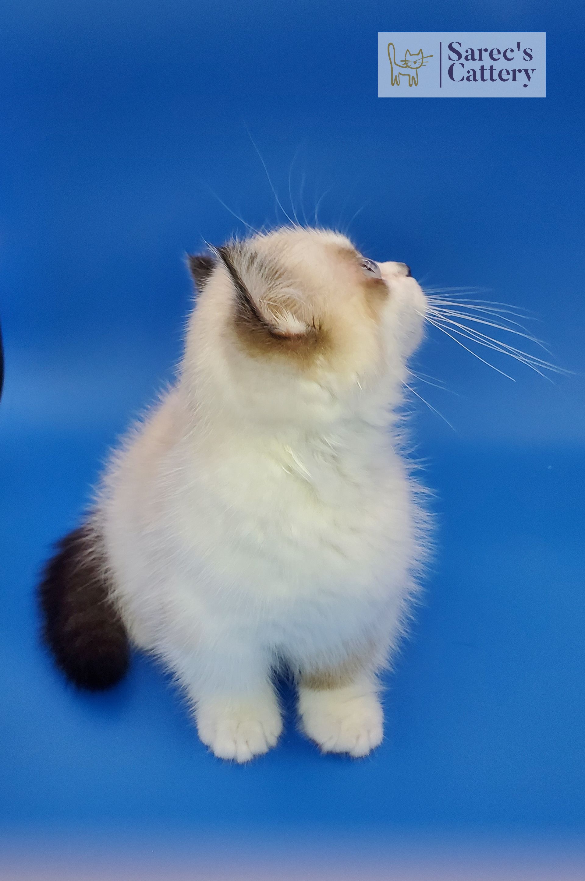 munchkin kitten looking back