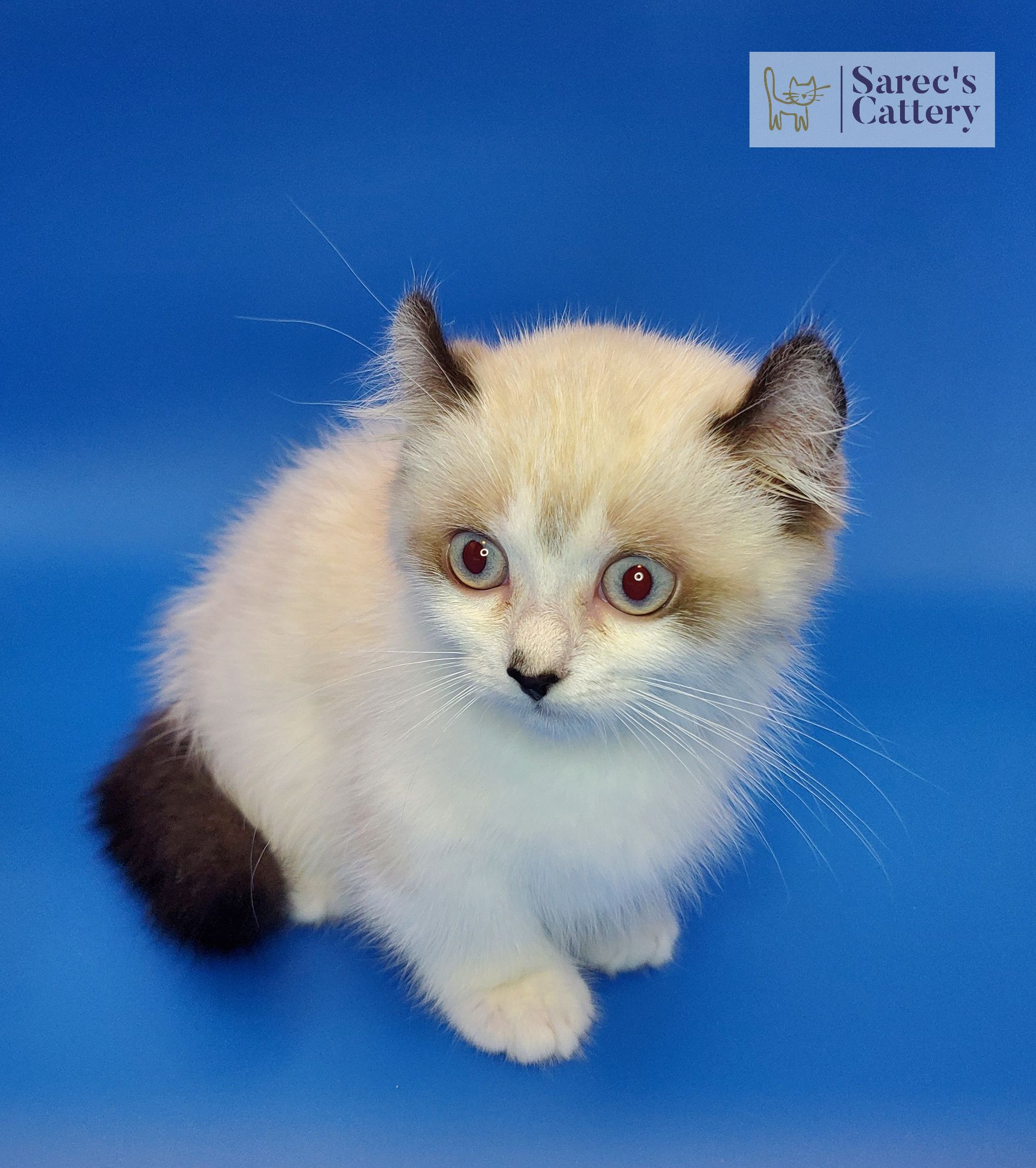 white kinkalow munchkin male kitten in coffee cup