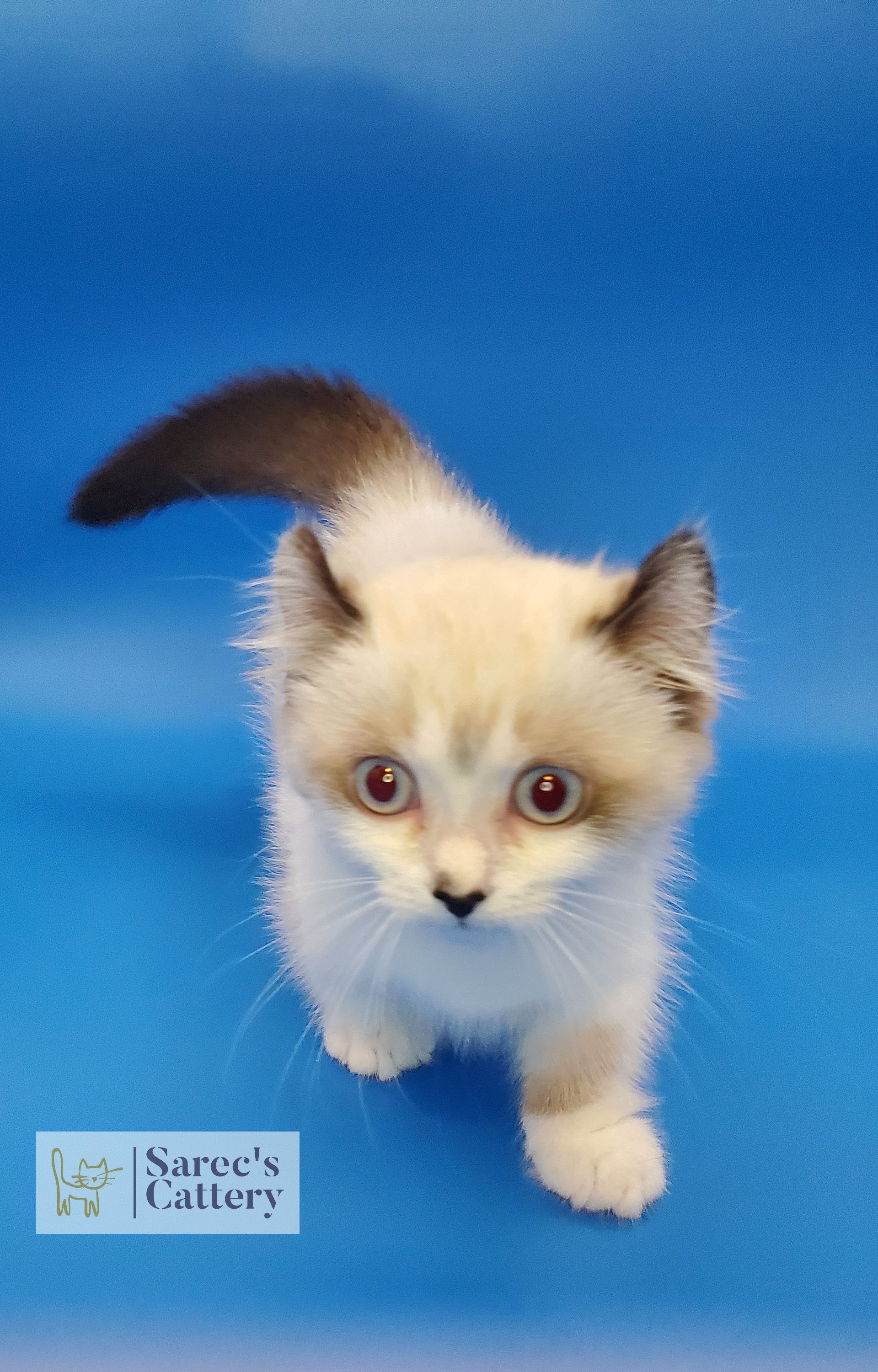 munchkin kitten playing