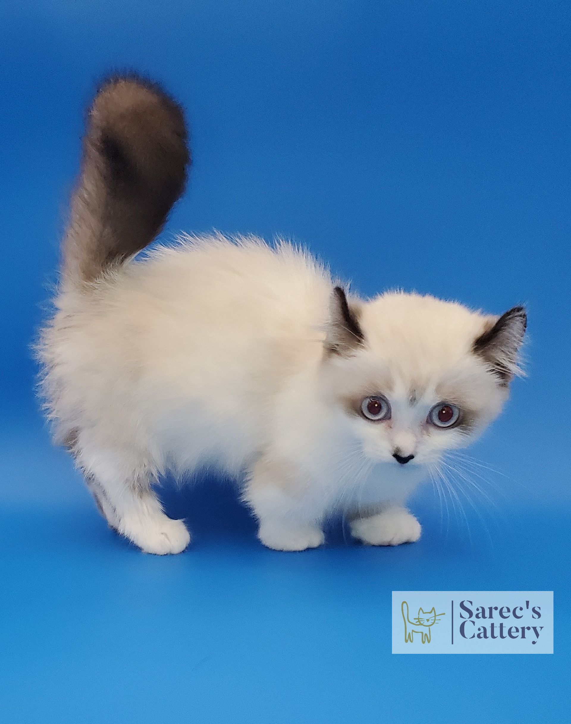munchkin kitten up close