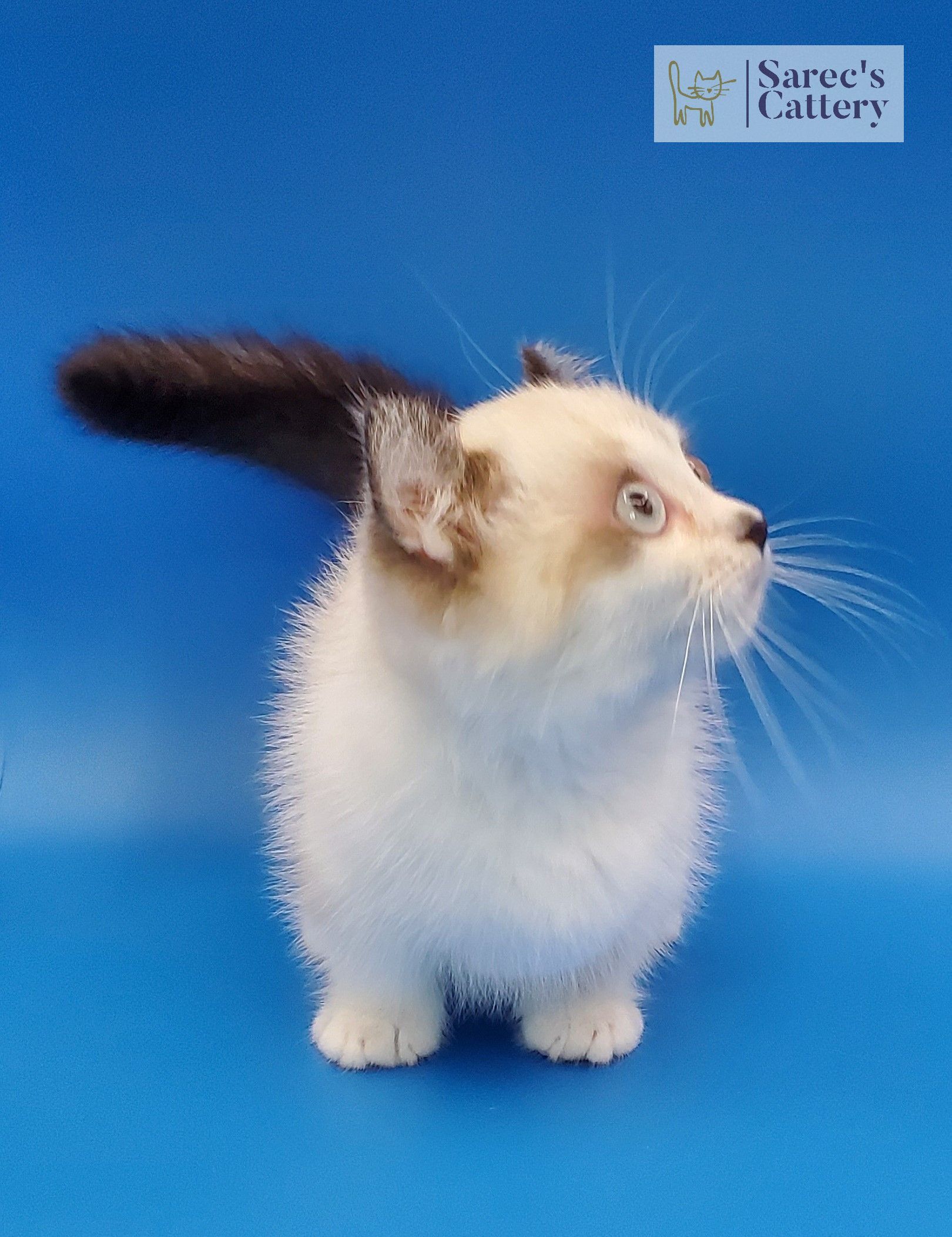 munchkin kitten with large eyes