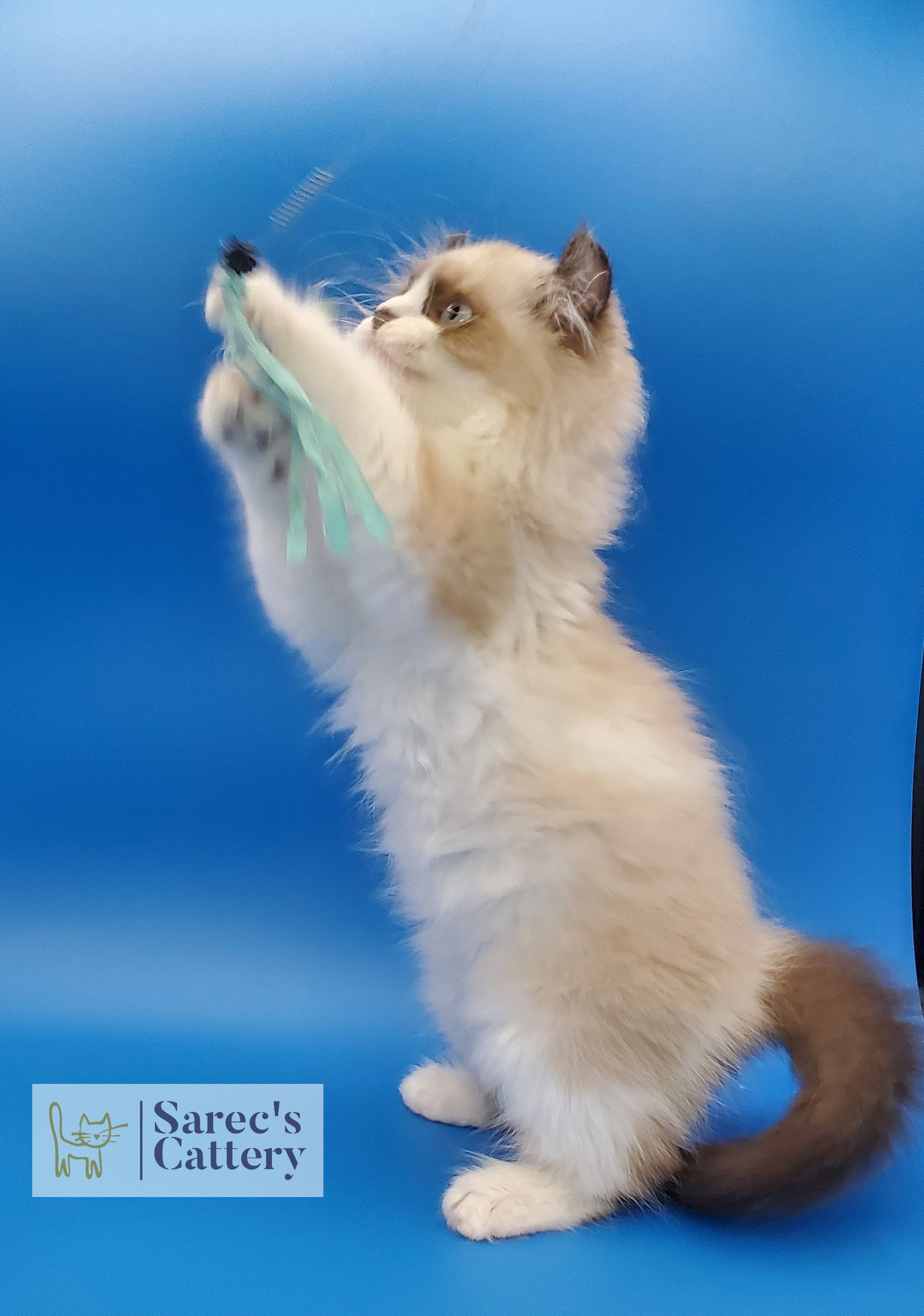 pointed male kinkalow kitten with blue eyes jumping kigh